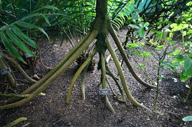 pohon unik bisa berpindah tempat