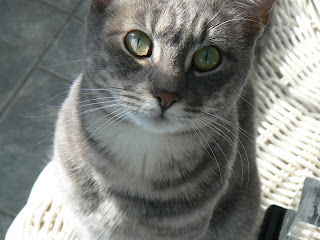 Blue Tabby