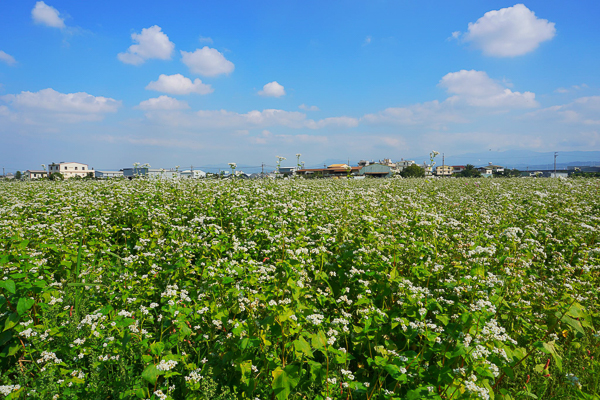 台中霧峰五福社區花海波斯菊、百日草、蕎麥花和油菜花一次滿足