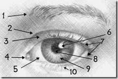 24-EYE