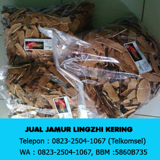 Jual Jamur Lingzhi Yogyakarta 