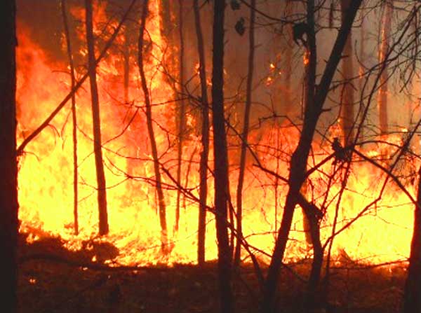 BAHASA ITU INDAH ISU ALAM SEKITAR 40 Kali Lebih Murah 