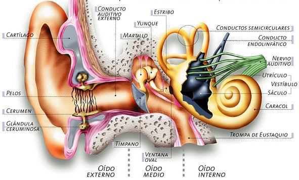 Cómo educar nuestro oído