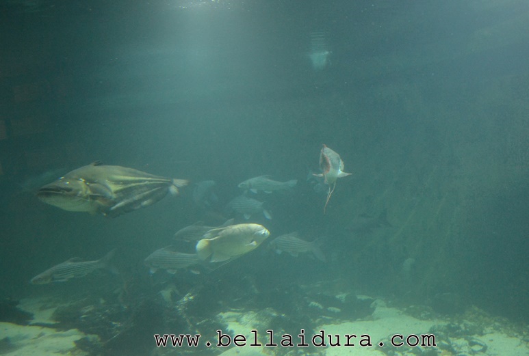 Tempat Menarik Di ZOO Negara - Aquarium - BELLA IDURA