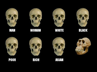 SKULL COMPARISON