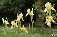 Lilien © H. Brune