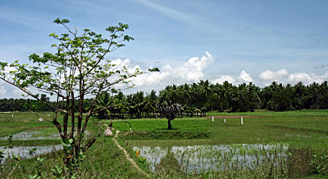 rice crops