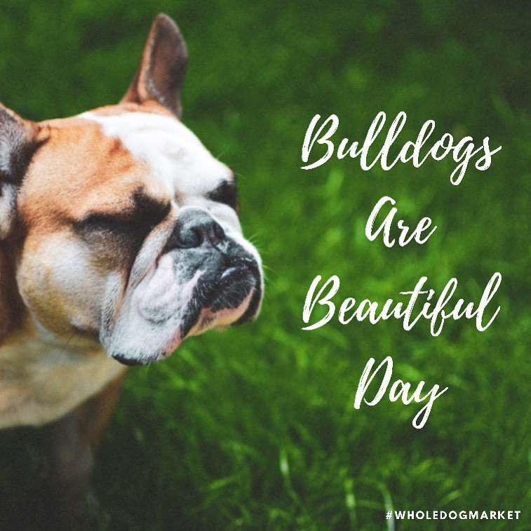 National Bulldogs Are Beautiful Day Wishes for Whatsapp