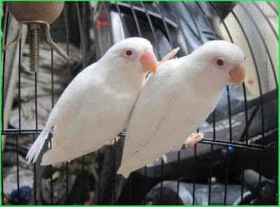  Jenis Burung Lovebird Albino