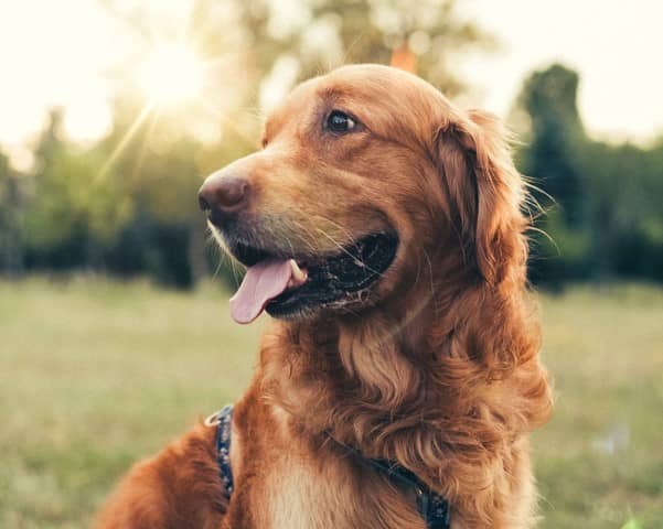 karakter golden retriever