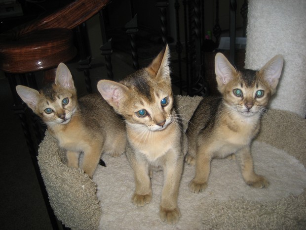 New small cute  Chausie Breed Cat kitten pic