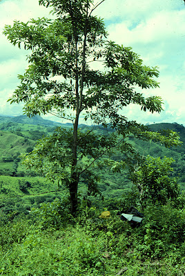 laurel negro Cordia alliodora