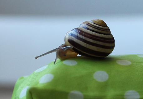 Snigeln 005