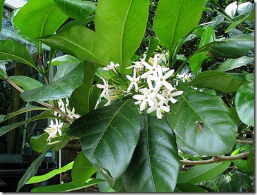 randia fitzalanii tanetahi 2