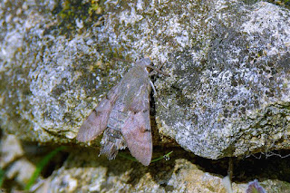 mariposa-esfinge-colibri-macroglossum-stellatarum-posada-