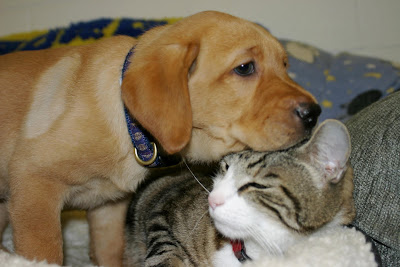 A yellow labrador retriever rests his head on George the Cat