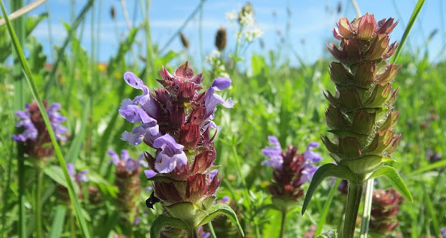 Prunella herb selfheal, purple flowering in meadow