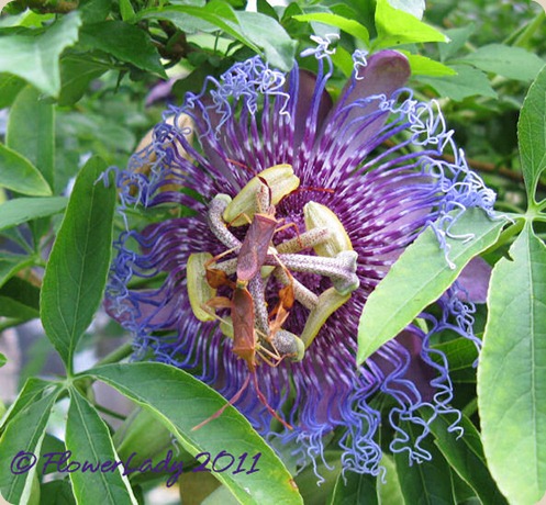08-28-action-passion-vine