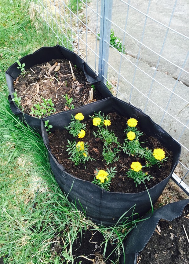 150524 tagetes i sekk 150524 tagetes i sekk