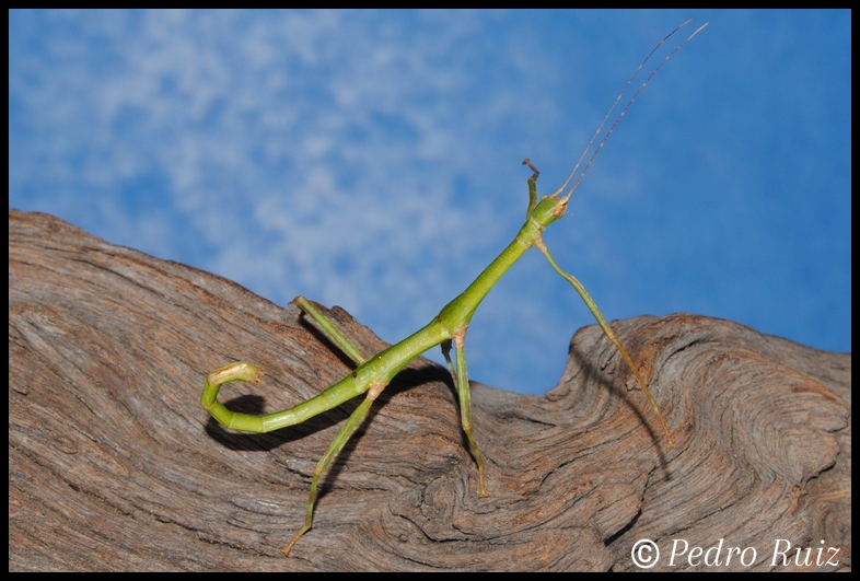 Ninfa hembra L5 de Periphetes forcipatus, 6 cm de longitud