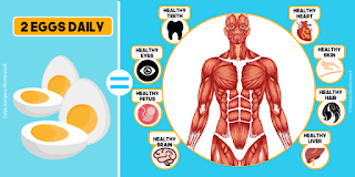 10 Things That Happen When You Eat Two Eggs A Day