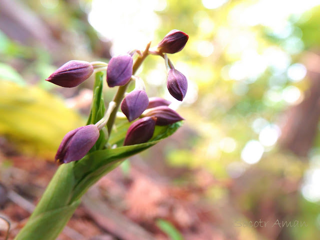 Calanthe discolor