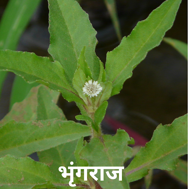 भृंगराज तेल के 6 फायदे और नुकसान, बालों और स्वास्थ्य के लिए एक प्राकृतिक अमृत