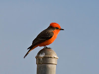 Vermilion Flycatcher