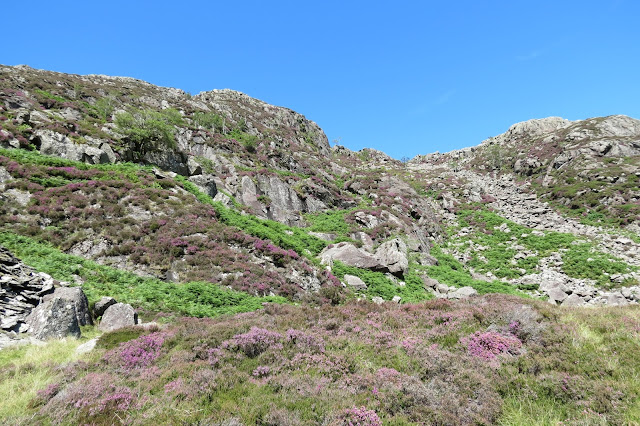 Looking up at the rocky north-eastern ridge of Moel Siabod. Heather on the slopes is just starting to blossom.