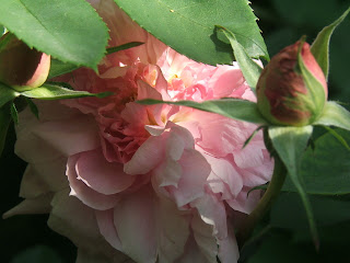 Rose Jacques Cartier