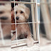 Família oferece R$ 1 mil para quem achar cadela desaparecida em Samambaia
