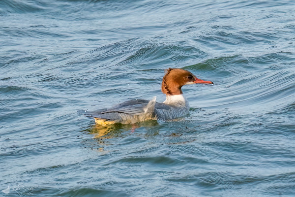 Goosander