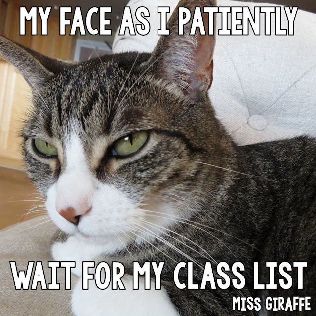 Funny teacher pictures starring cats! My face as I patiently wait for my class list - click to see more hilarious Funny Cat Teacher Pictures!