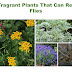 Home garden - Plants That Can Repel Flies