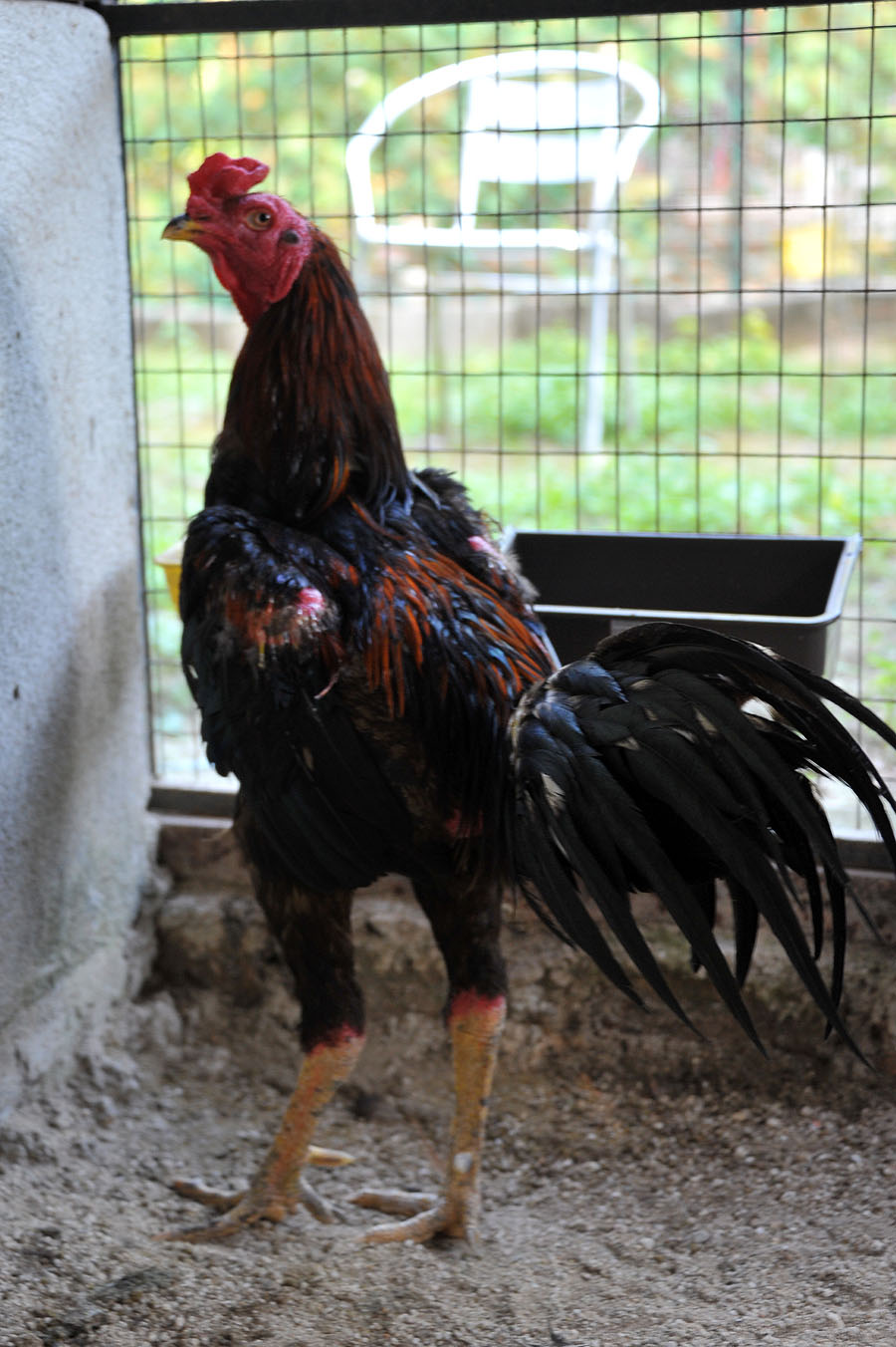 Ayam Sabung Seni Tok Ayah: Mei 2013