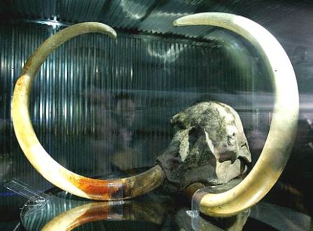 fosil_tengkorak_mammoth