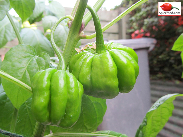 Papa Joe's Scotch Bonnet - 21st August 2022