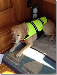 Joey in life jacket