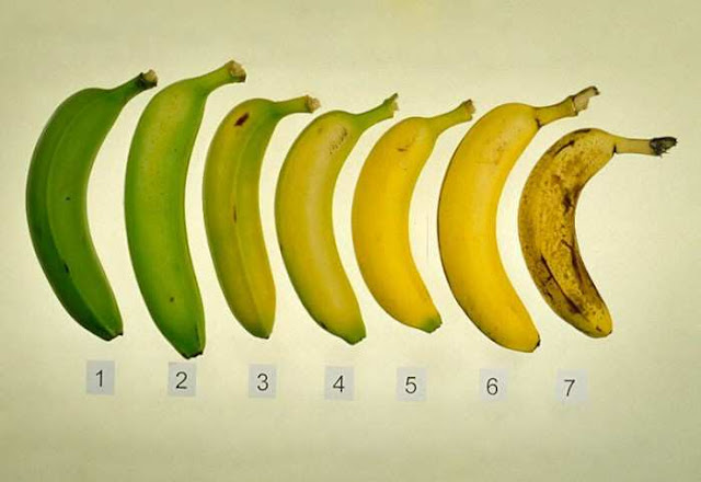 Banana is known as a very healthy fruit, a source of potassium, essential for the heart, and a variety of vitamins. But do you know at what stage of ripening a banana is the most useful? 