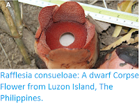 https://sciencythoughts.blogspot.com/2016/02/rafflesia-consueloae-dwarf-corpse.html