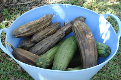 Harvesting loofahs