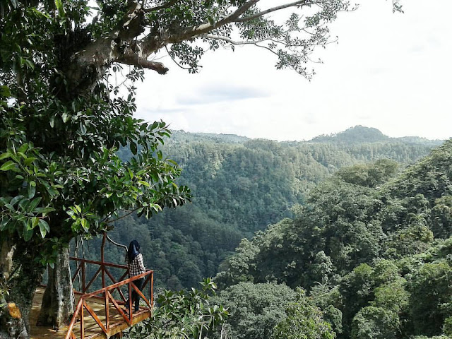 Rumah Pohon Desa Tombo Bandar