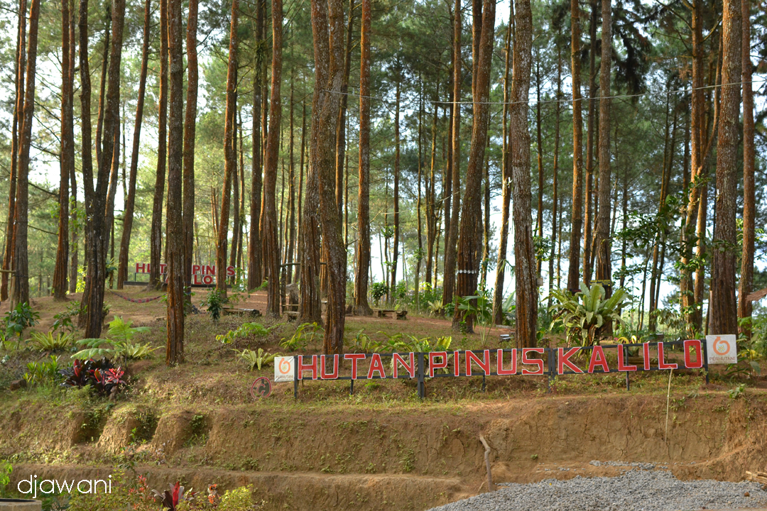 Hutan Pinus Kalilo Menikmati Keindahan Hutan Pinus Di