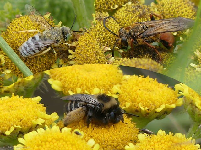 bee and two wasps