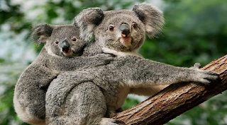 3 maI: Ziua Internațională a Ursului Koala Sălbatic