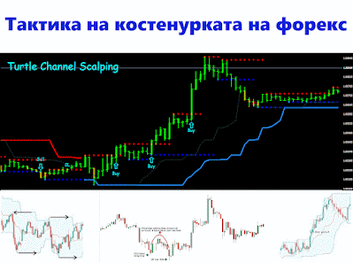 Forex turtle tactics