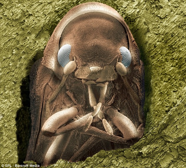 Gambar-gambar mikro serangga yang makan kertas, kayu 