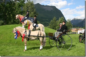 NM Fjordhest 411