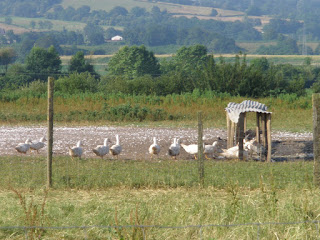 granja de patos Francia