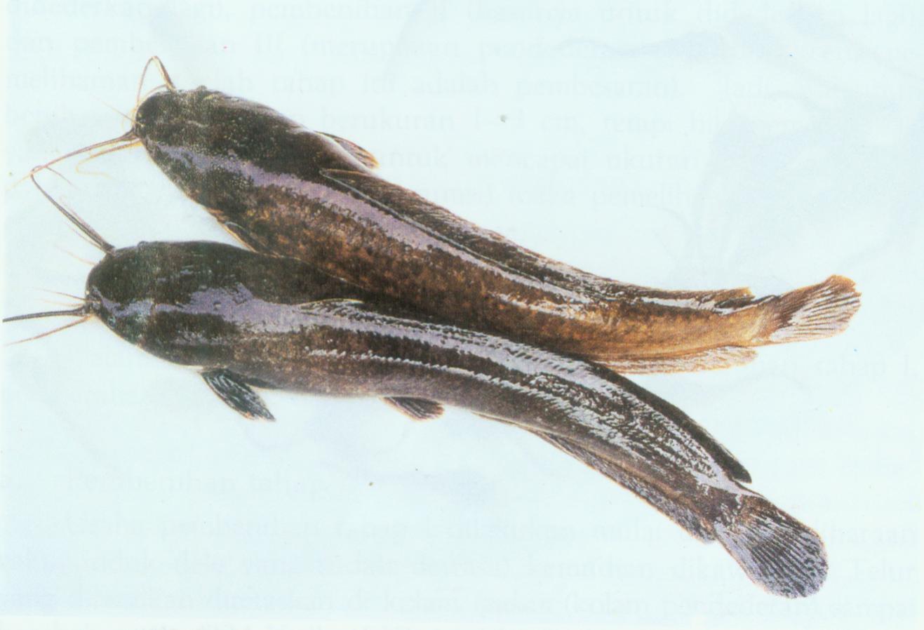 Genus Clarias